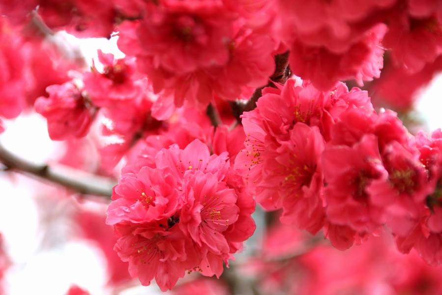 降り注ぐように咲く真紅の花桃