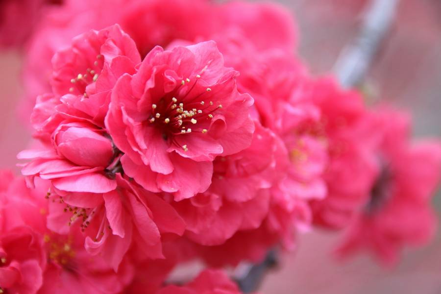 谷根地区に咲く真紅の花桃