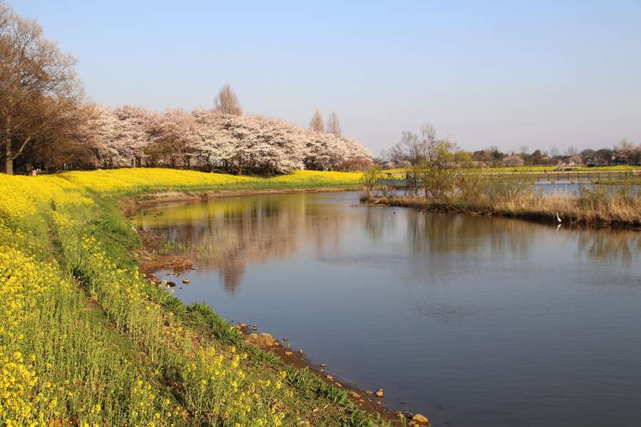 上堰潟公園の春の風景