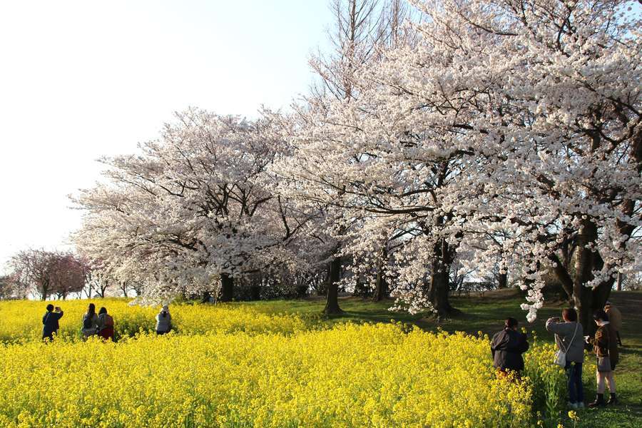 上堰潟公園の桜を撮影する花見客