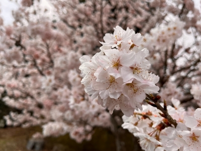 天竜峡の桜