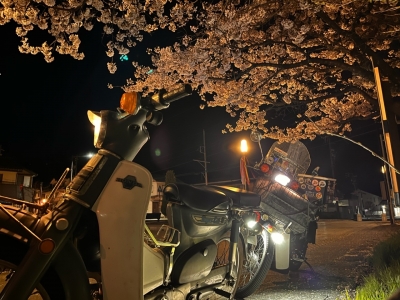 夜桜現物　スーパーカブ