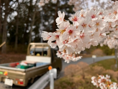桜流し　田舎のベンツ　軽トラック