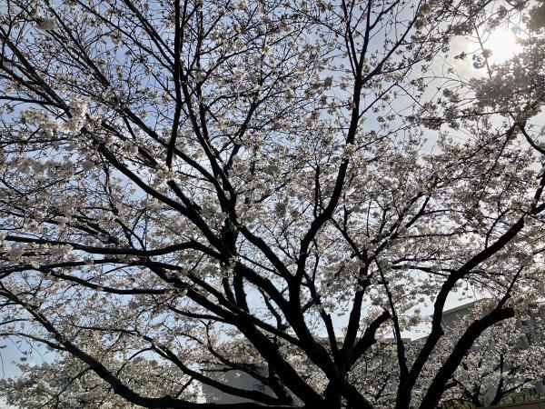 公園の桜は満開