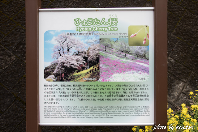 ひょうたん桜 (3)