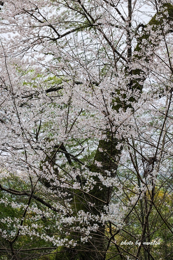 いも種桜 (3)