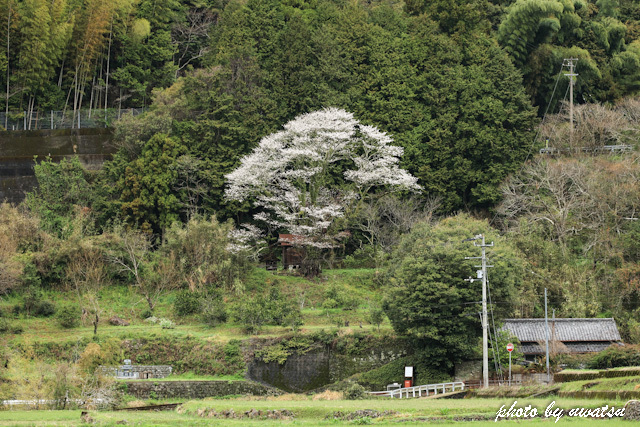 福泉寺の桜 (1)