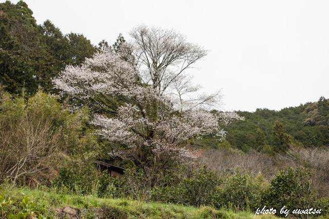 福泉寺の桜 (2)