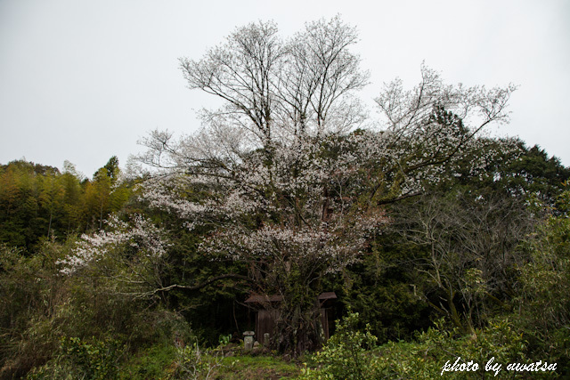 福泉寺の桜 (3)