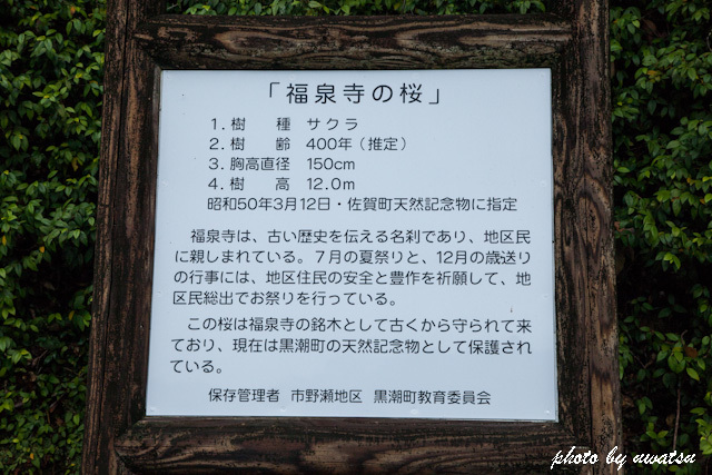 福泉寺の桜 (4)