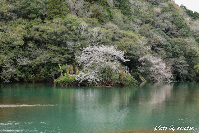 ダム湖の桜 (1)