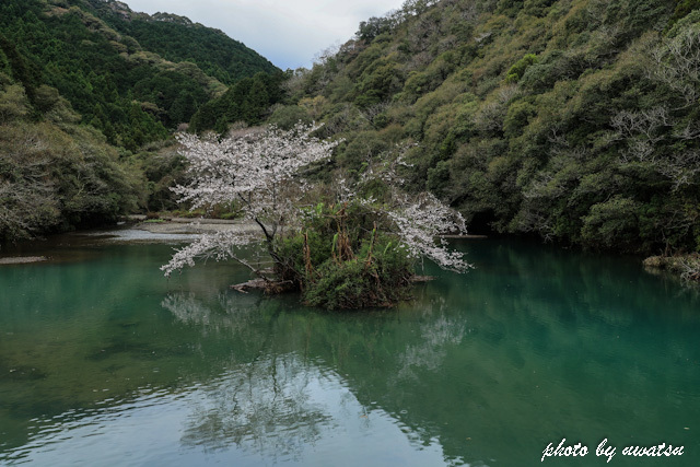 ダム湖の桜 (2)