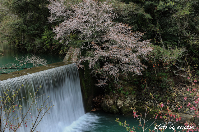 ダム湖の桜 (3)