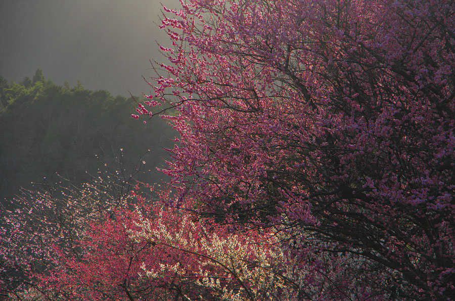 夕日に輝く梅の花