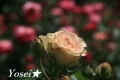 rose202311