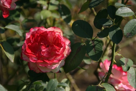 rose20238