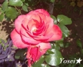 rose20231