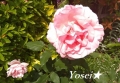 rose20236